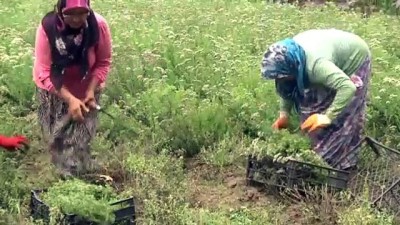 Köylü kadın girişimcilerin hasat heyecanı - DÜZCE 