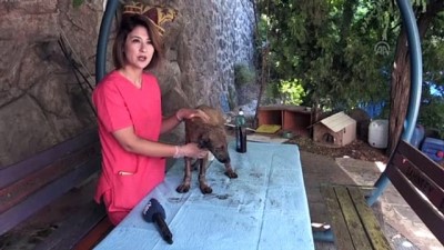 aniz yangini - Yangında yaralanan köpek tedavi altına alındı - GAZİANTEP  Videosu