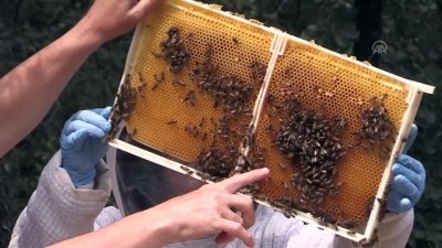 tarim ilaci - 'Tarım ilaçları, arıların çiçek tercihini değiştirebiliyor' - BURSA  Videosu