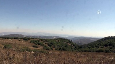 Hatay’ın Suriye sınırında orman yangını - HATAY