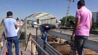 buyukbas hayvan -  Kars’tan Karadeniz’e kurban sevki  Videosu
