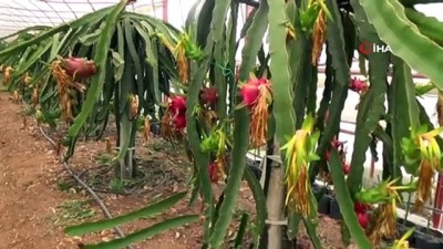 tropikal meyve -  Kumluca'da serada Pitahaya hasadı başladı  Videosu