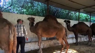 Kurbanlık develer 15 bin liradan satışta - AYDIN 