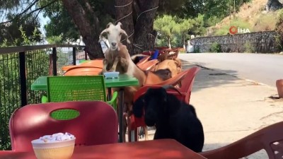  Sevimli keçiler kafeyi bastı, masanın üstündeki şeyleri böyle yedi 