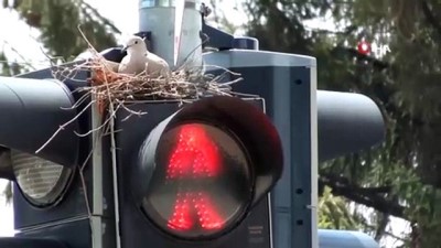 kus yuvasi -  Trafik lambasındaki kumru yuvası görenleri şaşırtıyor  Videosu
