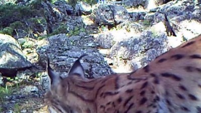 ilginc goruntu - Yabani hayatın renkli kareleri fotokapanlara yansıdı - ERZURUM  Videosu