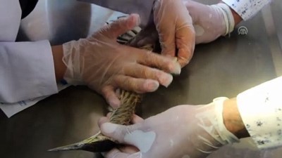 Yaralı Hint gölet balıkçıl kuşu koruma altına alındı (2) - ELAZIĞ