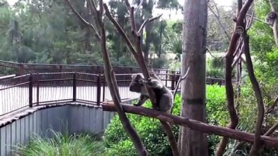 bilim adamlari - Koala neslini tükenmekten kurtaracak sağlıklı türler bulundu - MELBOURNE  Videosu