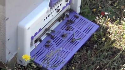 gida kodeksi -  Afyonkarahisar Taşoluk'tan Avrupa'ya polen ihracatı  Videosu