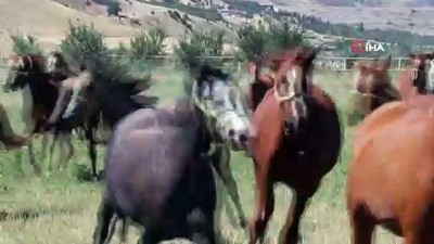 acik arttirma -  Hipodromların Şampiyonları Sultansuyu’nda yetişiyor  Videosu