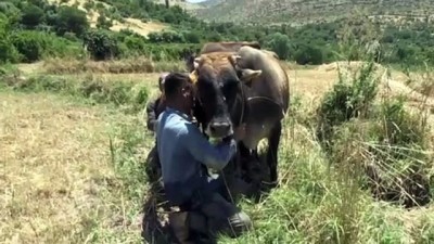 yerli tohum - İmece usulü çeltik üretiyorlar - BATMAN  Videosu