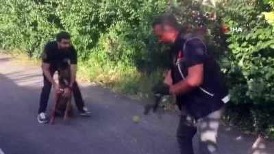 ipekyolu -  Narkotik köpeği Zeyna uyuşturucuları böyle buldu  Videosu