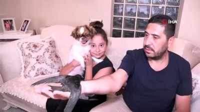 sonbahar -  Sokakta bulunan ebabil kuşu koruma altına alındı  Videosu