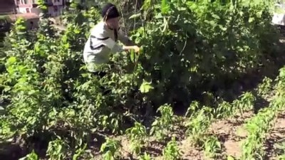 yerli uretim - Doğada dolaşıp yabani meyve ağaçlarını aşılıyor - SAMSUN  Videosu