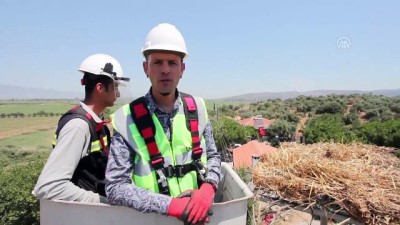 elektrik carpmasi - Ege'de leylekler için bin 390 yuva yapıldı - İZMİR  Videosu