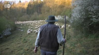 Koyunlar için akıllı navigasyon 