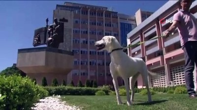 bakanlik -  Bakan Ziya Selçuk, barınaktan köpek sahiplendi  Videosu