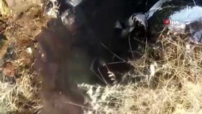 su kanali -  Diyarbakır’da nesli tükenmekte olan Fırat kaplumbağası bulundu  Videosu