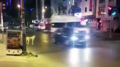 kirmizi isik -  Esenyurt'ta kırmızı ışıkta bekleyen köpek şaşırttı  Videosu