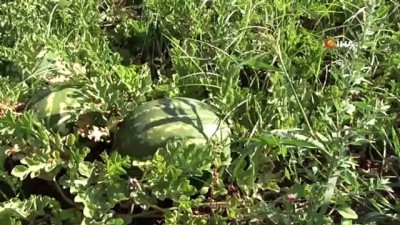 mangan -  Karacabey’de karpuz hasadı başladı  Videosu