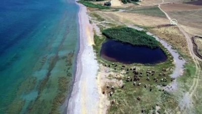 hassasiyet - Van Gölü'nün adaları daha 'hassas' korunacak  Videosu
