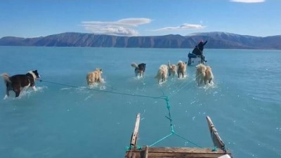 Video | Grönland'da eriyen buz üzerinde kızak köpekleri