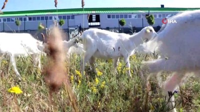 istifa -  Aşık Veysel dinleyen keçilerin süt üretimi arttı  Videosu