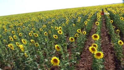 2010 yili -  Tigem’in devasa sulama sistemleri göz kamaştırıyor Videosu