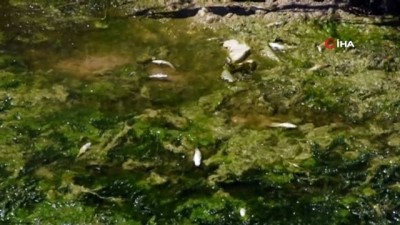 kanalizasyon calismasi -  Altyapı çalışması için kanal suyu kesildi, yüzlerce balık telef oldu Videosu