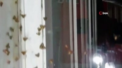 cayli -  Bahçelerden sonra evleri de istila eden 'Vampir Kelebeklere' karşı vatandaşlar çaresiz durumda  Videosu