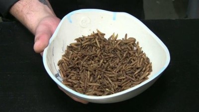 Bir böcek restoranı menüsü: Siyah asker sineği larvası köftesi, mısır unlu solucan, böcek dondurması
