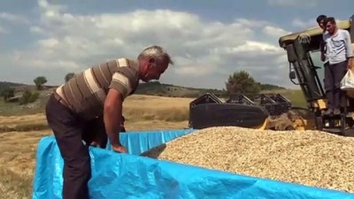 Buğdayın atası 'siyez'de hasat başladı - KASTAMONU 