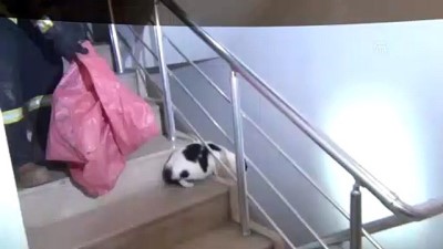 cati kati - Çatıda mahsur kalan hamile kedi kurtarıldı - GAZİANTEP Videosu