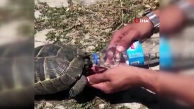  Polis memurundan kaplumbağaya şefkat eli 
