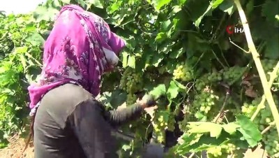 uzum bagi -  Rusya ve AB ülkelerinin üzümü Buldan'dan yola çıktı  Videosu