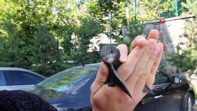 babil -  Yerde bulduğu Ebabil kuşuna sahip çıktı  Videosu