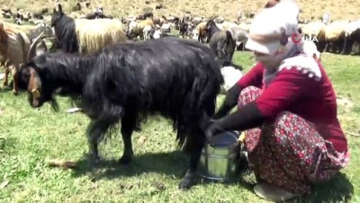 erivan -  Yüksekovalı kadın zorlu yayla yaşamı  Videosu