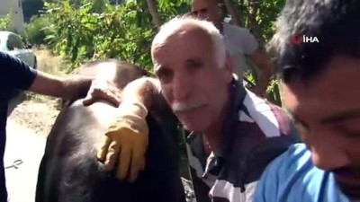  Ataşehir’de sahibinin elinden kaçan kurbanlık dana zor anlar yaşattı