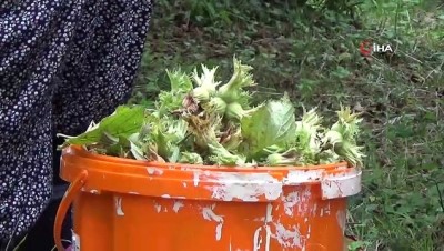 findik hasadi -  Fındık üreticileri çifte bayram yaşıyor  Videosu