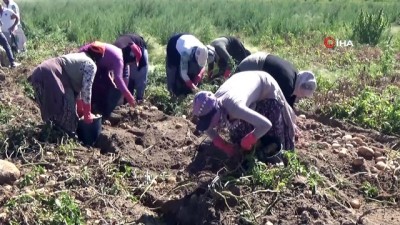 asad -  Nevşehir’de patates hasadı başladı  Videosu