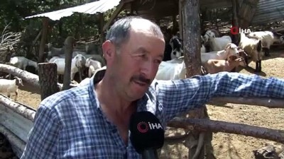 keci sutu -  Bu keçilerin sütü bir başka  Videosu