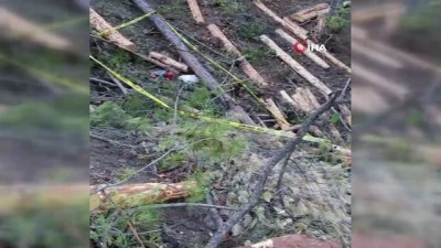 ormana -  Kestiği ağacın üstüne devrilmesiyle hayatını kaybetti  Videosu