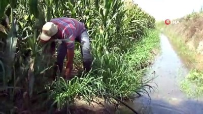 misir tarlasi -  Manisalı çiftçi vahşi sulamadan kurtulmak istiyor  Videosu