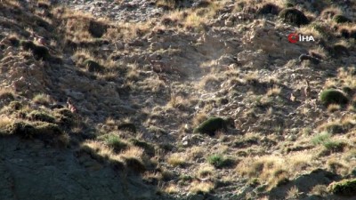 keci -  Yaban keçisi sürüsü kameralara yansıdı  Videosu