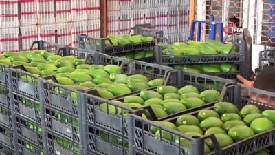 toptanci hali -  Alanya’dan Polonya’ya ilk kez avokado ihracatı başladı  Videosu