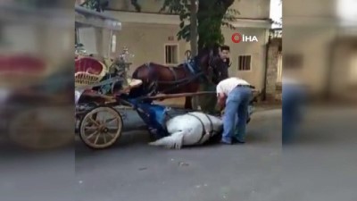 fayton -  Faytona sürülen atın içler acısı hali kamerada  Videosu