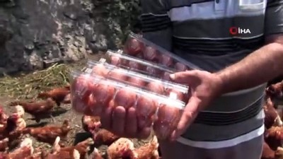 tavuk ciftligi -  Polislikten emekli olununca organik tavuk çiftliği kurdu  Videosu