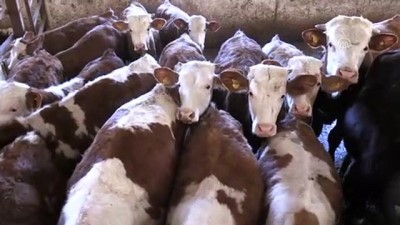 hayvancilik - 17 yıl sonra döndüğü köyünde süt tesisi kurdu -BİTLİS  Videosu