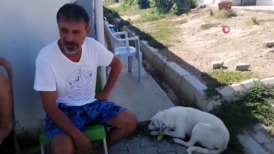  İzmir'de zehirlenen 7 köpek telef oldu