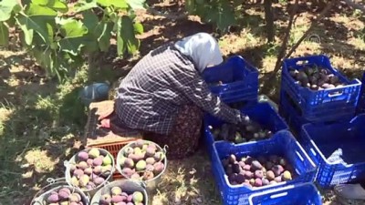 Singapurlu ve Malezyalılara siyah incir tanıtılacak - BURSA 